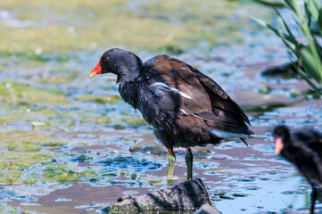 Common Moorhen (Gallinula chloropus) in park, Keil, Schleswig-Holstein, Germany