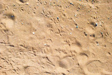 Fototapeta na wymiar Sand background with bird tracks