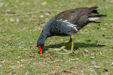 Common Moorhen (Gallinula chloropus) in park, Keil, Schleswig-Holstein, Germany