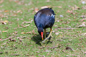 Common Moorhen (Gallinula chloropus) in park, Keil, Schleswig-Holstein, Germany