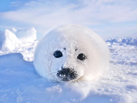 タテゴトアザラシの赤ちゃん（カナダのマドレーヌ島近くの流氷の上にて）