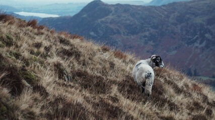 Fototapeta premium Swaledale horned sheep grazing high on the pete covered mountainside of Mam Tor in the Lake District of Northern England in winter