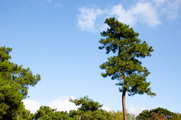 A tall pine tree against a blue sky