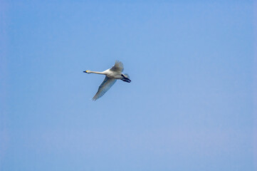 Bewick's Swan (Cygnus bewickii) in Barents Sea coastal area, Russia