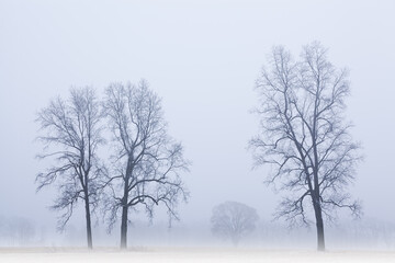 Rural winter landscape of bare trees in fog, Michigan, USA