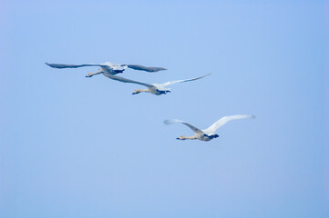 Bewick's Swans (Cygnus bewickii) in Barents Sea coastal area, Russia