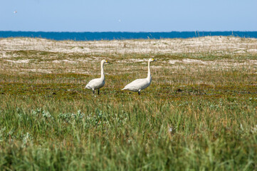 Bewick's Swans (Cygnus bewickii) in Barents Sea coastal area, Russia