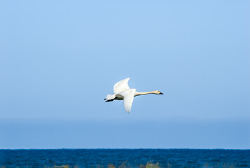 Fototapeta na wymiar Bewick's Swan (Cygnus bewickii) in Barents Sea coastal area, Russia