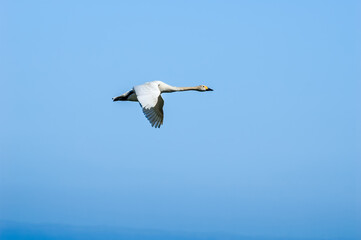 Bewick's Swan (Cygnus bewickii) in Barents Sea coastal area, Russia
