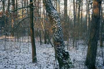 zimowe drzewa 