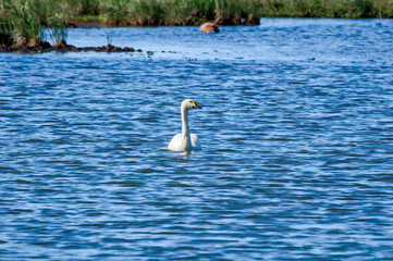 Bewick's Swan (Cygnus bewickii) in Barents Sea coastal area, Russia