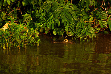 Pantanal alligator
