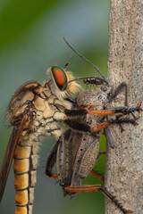 Robberfly with it prey and a fly in one frame
