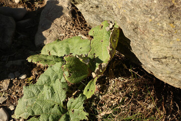Vegetation clinging to the cliffside