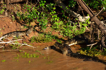 Pantanal alligator