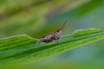 Close up of a brown grasshopper eating leaves