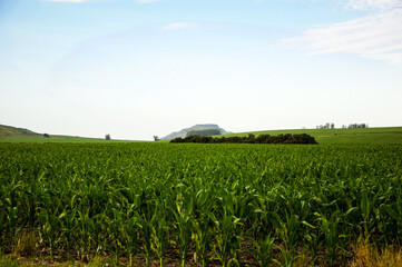 corn field and sky