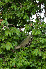 Pantanal Iguana
