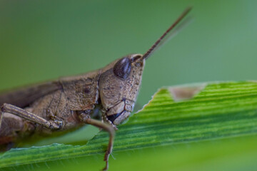 Detail of a brown grasshopper eating leaves