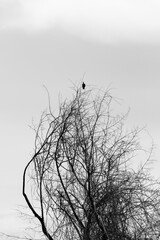 Tree trunk and bird