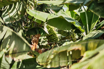 Coltivazione di banane a Tenerife