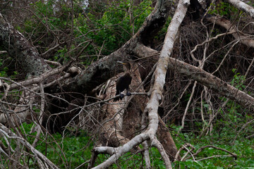 Tree trunk and bird