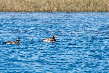 Pair of Long-tailed Duck (Clangula hyemalis) drake in Barents Sea coastal area, Russia