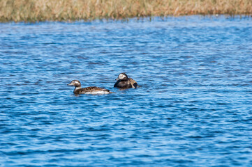 Pair of Long-tailed Duck (Clangula hyemalis) drake in Barents Sea coastal area, Russia