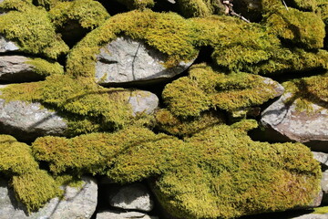 A close up view of moss growing on a dry stone Welsh wall, Powys, UK.