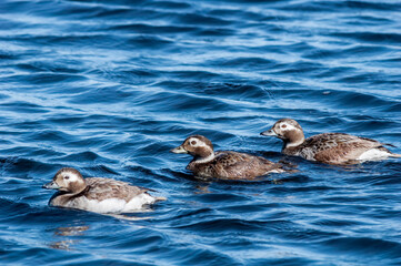 Long-tailed Ducks (Clangula hyemalis) in Barents Sea coastal area, Russia