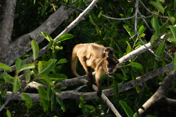 Sapajus in the Pantanal, Brasil