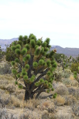 Fototapeta premium Joshua Trees (Yucca brevifolia)