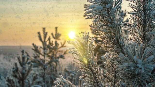 Snow falling nature forest trees landscape on white sunny winter day mood. Light and bright snow cold time, video loop, cinemagraph. Video loop