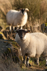 Fototapeta premium sheep watching