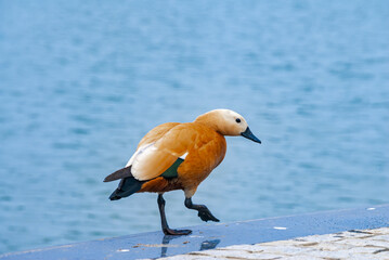 Ruddy Shelduck (Tadorna ferruginea) in park, Moscow, Russia