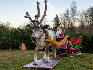 Renifer, Mikołaj, święta  © Piotr Gaborek 
