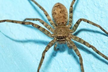 Close up wolf spider is insect animal
