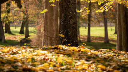 Leaves falling on the ground covered with multicolored autumn leaves and tree trunks