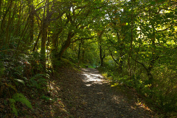 Fototapeta na wymiar The forest of Heddon's valley in Autumn