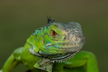 Green iguana