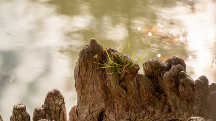 
Close-up of a bald cypress root in the shape of a cliff and its tuft of grass at the top, in the middle of the lake