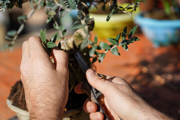 A male gardener trimming bonsai tree