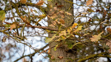 
Close-up of an oak in autumn, its branches almost bare, its robust trunk