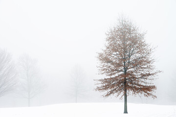 Winter landscape of trees in fog, Michigan, USA