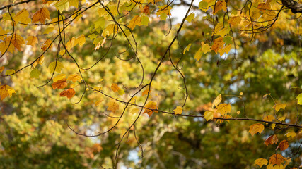 
Magnificent view of fine intertwined branches with golden, orange foliage