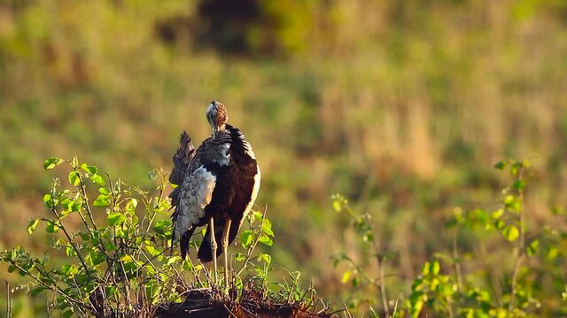 Black bellied bustard grooming in morning light in Kruger National park, South Africa ; Specie Lissotis melanogaster family of Otididae
