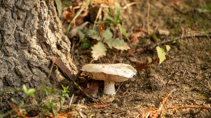 White mushroom at the foot of a tree, close-up