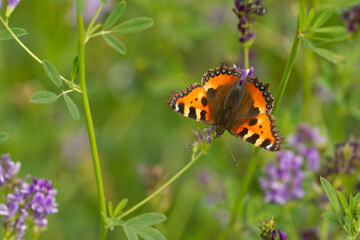 Kleiner Fuchs (Aglais urticae)