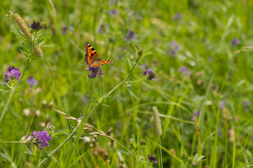 Kleiner Fuchs (Aglais urticae)