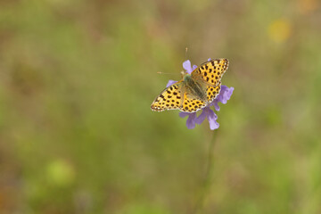 Kleiner Perlmuttfalter (Issoria lathonia)